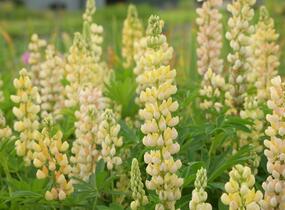 Lupina mnoholistá 'Lupini Yellow' - Lupinus polyphyllus 'Lupini Yellow'