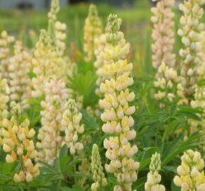 Lupina mnoholistá 'Lupini Yellow' - Lupinus polyphyllus 'Lupini Yellow'