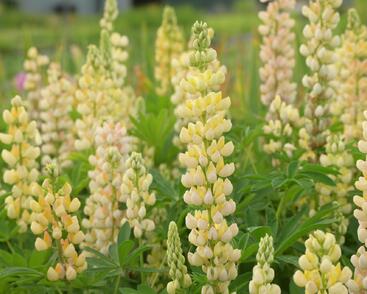 Lupina mnoholistá 'Lupini Yellow'