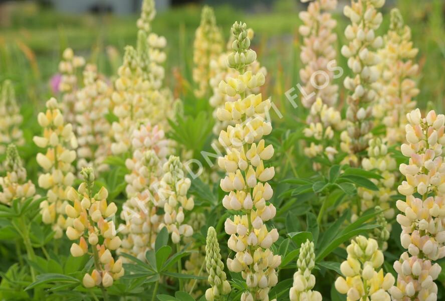 Lupina mnoholistá 'Lupini Yellow' - Lupinus polyphyllus 'Lupini Yellow'