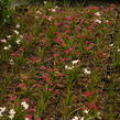 Rodohypoxis 'Beverly' - Rhodohypoxis 'Beverly'