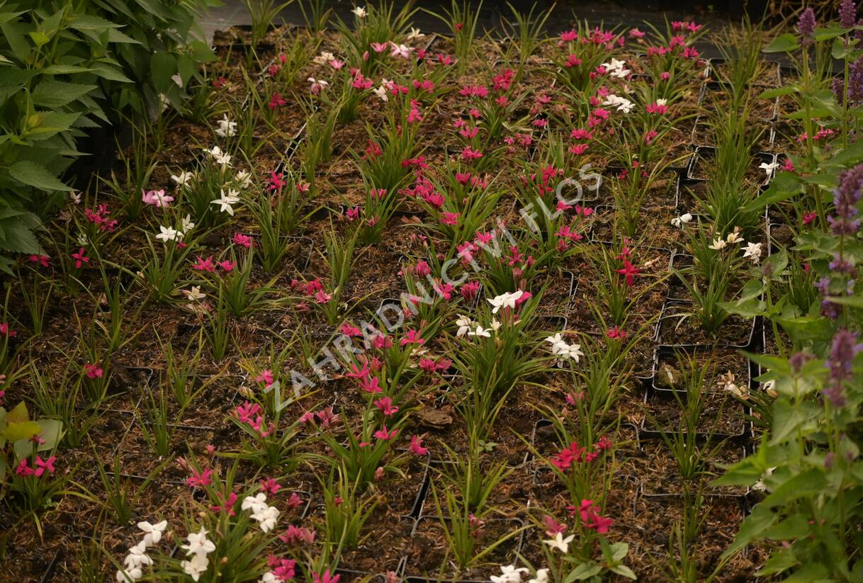 Rodohypoxis 'Beverly' - Rhodohypoxis 'Beverly'