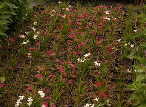 Rodohypoxis 'Beverly' - Rhodohypoxis 'Beverly'
