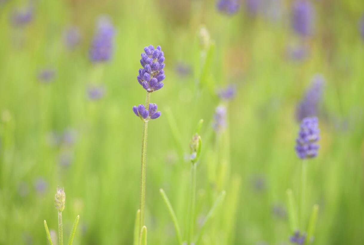 Levandule 'Thumbelina' - Lavandula angustifolia 'Thumbelina'