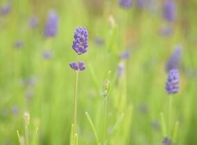 Levandule 'Thumbelina' - Lavandula angustifolia 'Thumbelina'