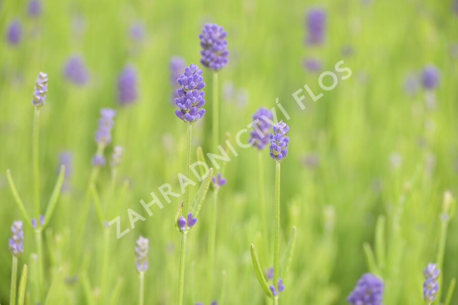 Levandule 'Thumbelina' - Lavandula angustifolia 'Thumbelina'