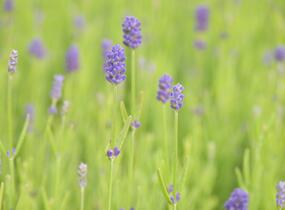 Levandule 'Thumbelina' - Lavandula angustifolia 'Thumbelina'