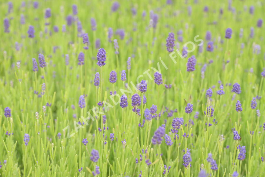 Levandule 'Thumbelina' - Lavandula angustifolia 'Thumbelina'
