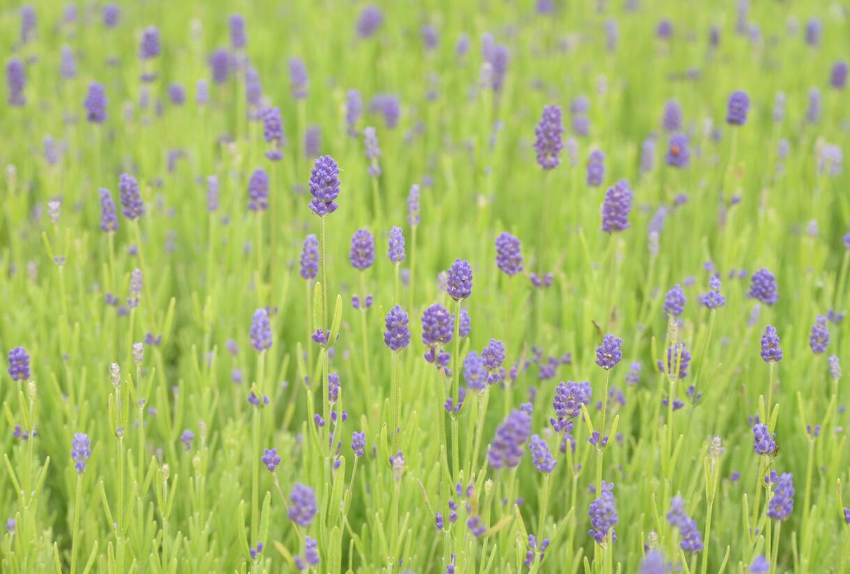 Levandule 'Thumbelina' - Lavandula angustifolia 'Thumbelina'