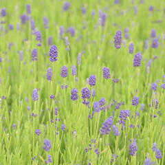 Levandule 'Thumbelina' - Lavandula angustifolia 'Thumbelina'