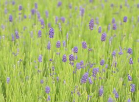 Levandule 'Thumbelina' - Lavandula angustifolia 'Thumbelina'