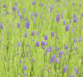 Levandule 'Thumbelina' - Lavandula angustifolia 'Thumbelina'