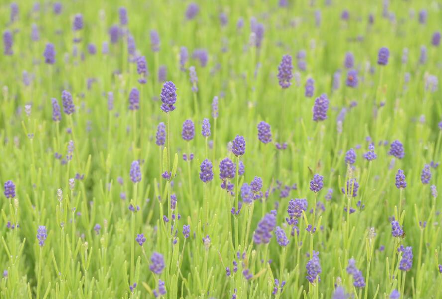 Levandule 'Thumbelina' - Lavandula angustifolia 'Thumbelina'