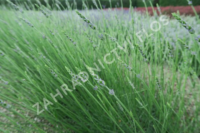 Levandule prostřední 'Grosso' - Lavandula intermedia 'Grosso'