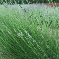 Levandule prostřední 'Grosso' - Lavandula intermedia 'Grosso'