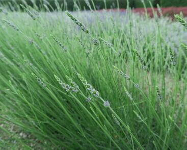 Levandule prostřední 'Grosso'