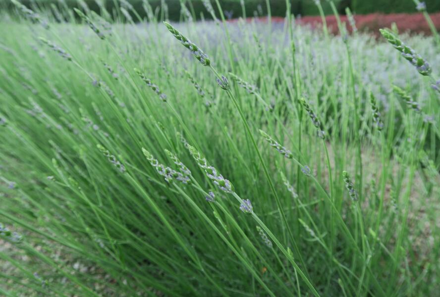 Levandule prostřední 'Grosso' - Lavandula intermedia 'Grosso'