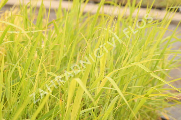 Rákos obecný - Phragmites australis