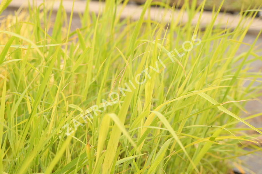 Rákos obecný - Phragmites australis