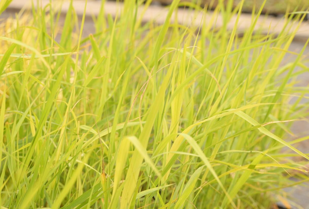 Rákos obecný - Phragmites australis
