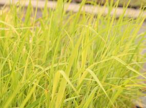 Rákos obecný - Phragmites australis