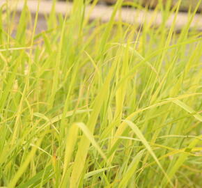 Rákos obecný - Phragmites australis