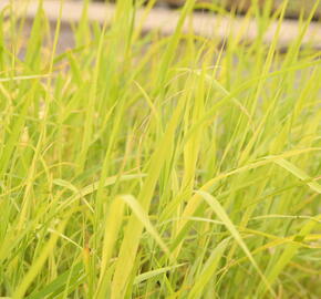 Rákos obecný - Phragmites australis