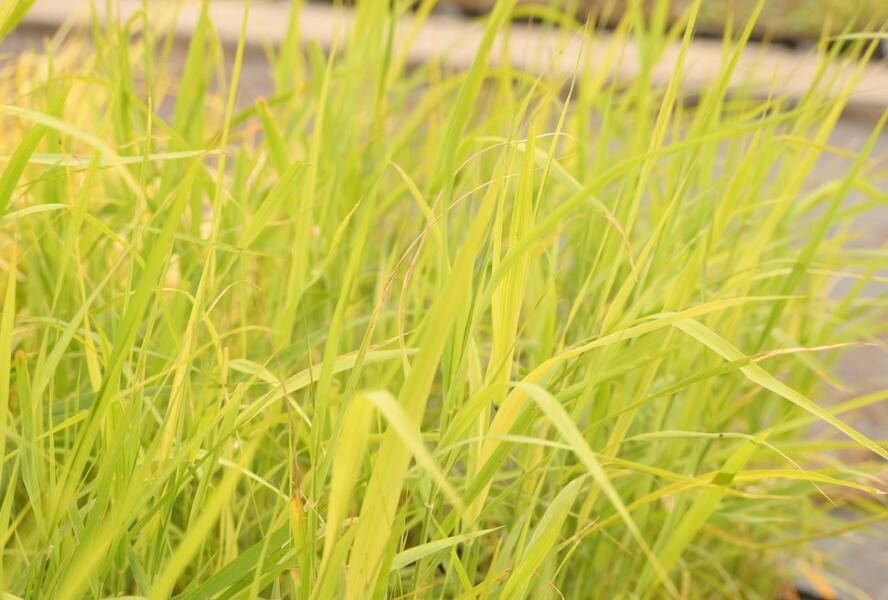 Rákos obecný - Phragmites australis