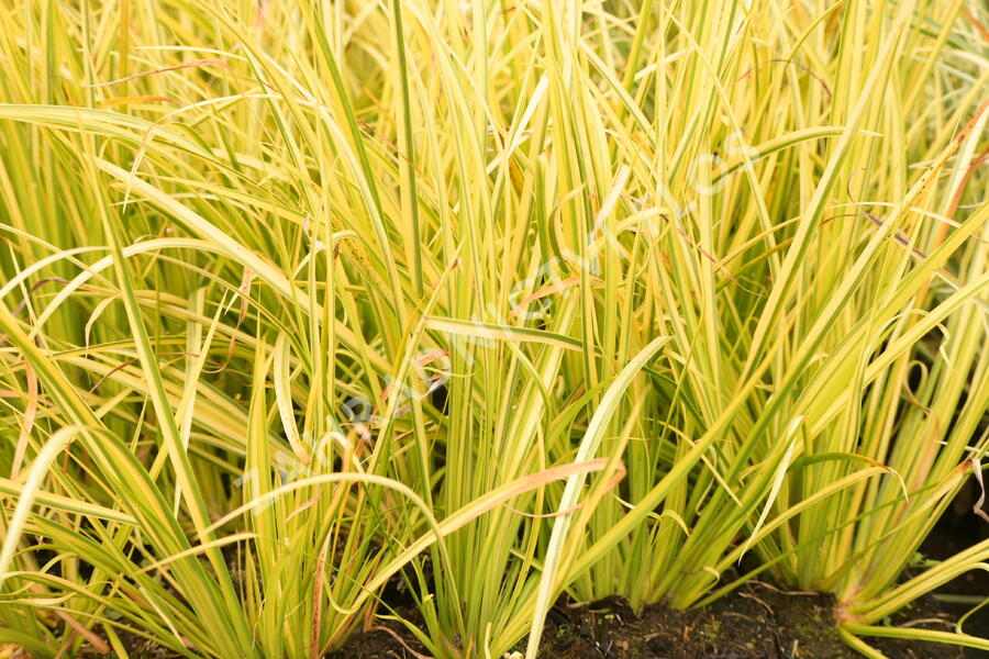 Puškvorec trávolistý 'Oborozuki' - Acorus gramineus 'Oborozuki'