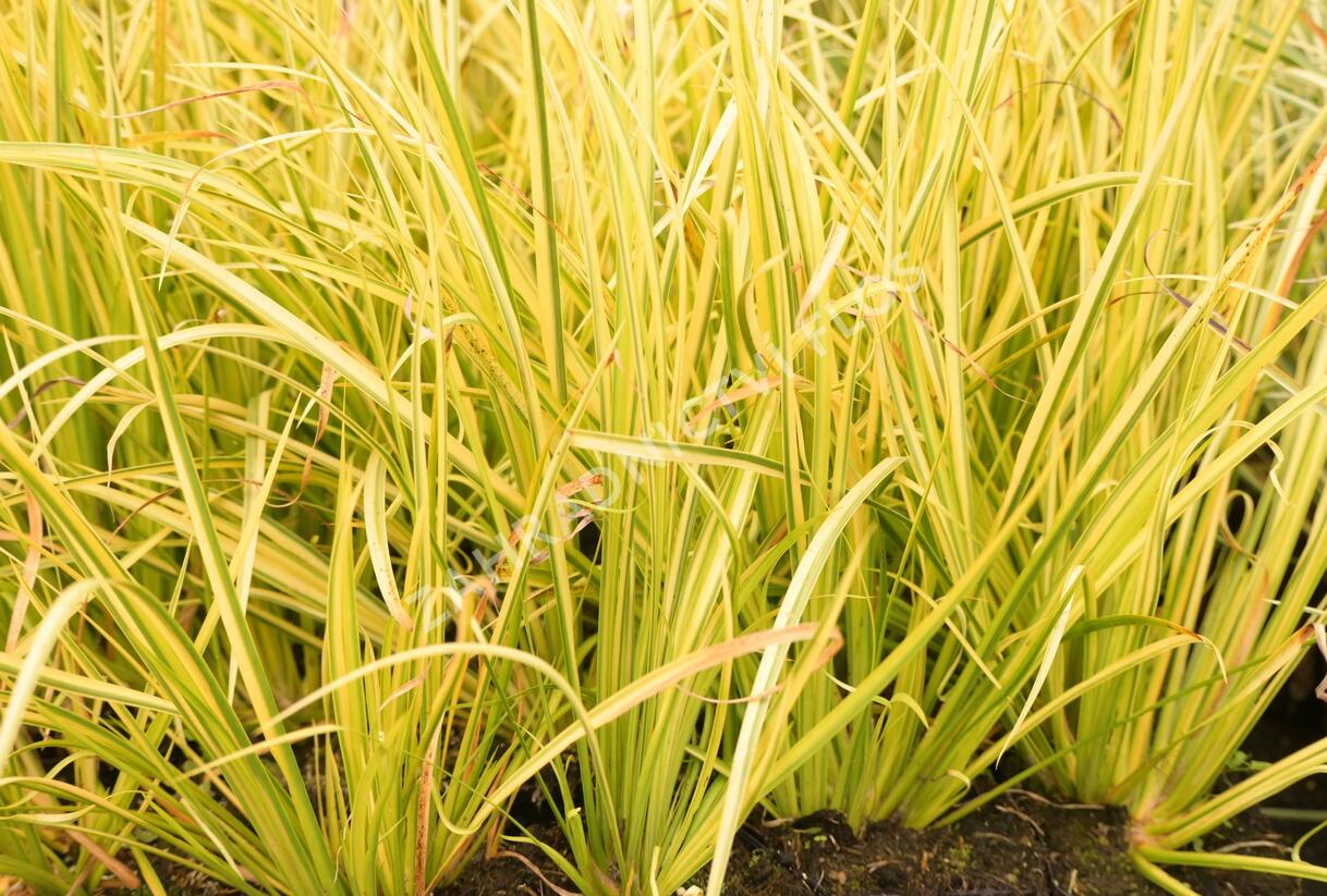 Puškvorec trávolistý 'Oborozuki' - Acorus gramineus 'Oborozuki'
