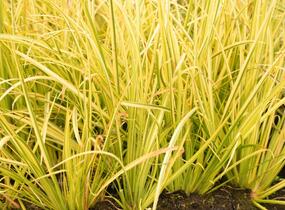 Puškvorec trávolistý 'Oborozuki' - Acorus gramineus 'Oborozuki'