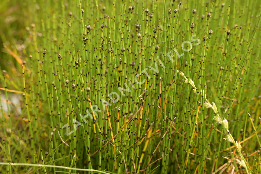 Přeslička skřípinovitá - Equisetum scirpoides