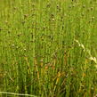 Přeslička skřípinovitá - Equisetum scirpoides