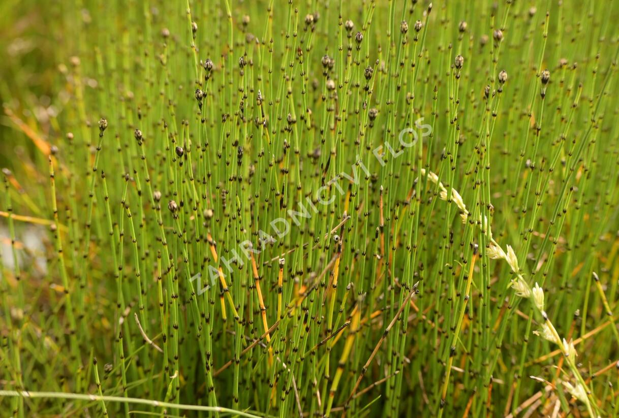 Přeslička skřípinovitá - Equisetum scirpoides