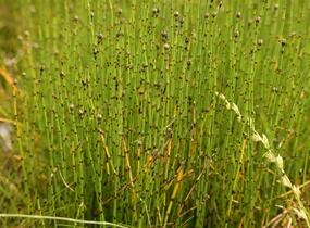Přeslička skřípinovitá - Equisetum scirpoides