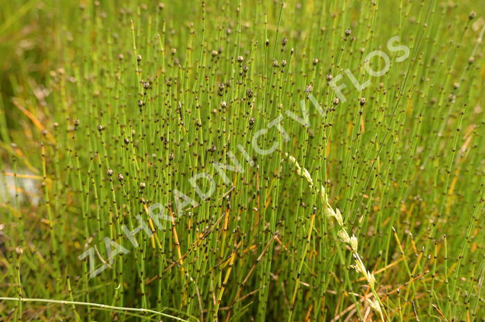 Přeslička skřípinovitá - Equisetum scirpoides