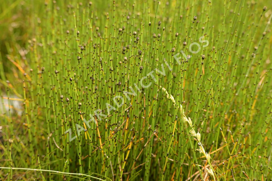 Přeslička skřípinovitá - Equisetum scirpoides