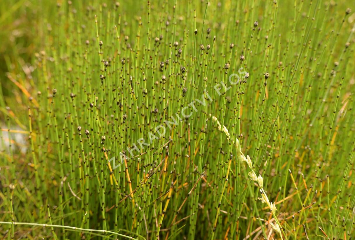 Přeslička skřípinovitá - Equisetum scirpoides
