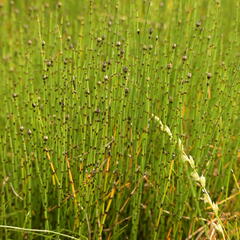 Přeslička skřípinovitá - Equisetum scirpoides
