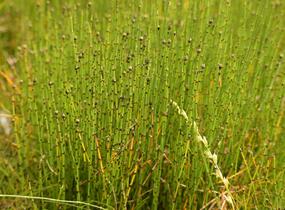 Přeslička skřípinovitá - Equisetum scirpoides