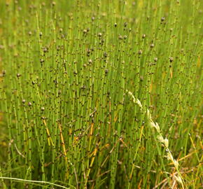 Přeslička skřípinovitá - Equisetum scirpoides