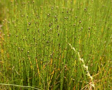 Přeslička skřípinovitá