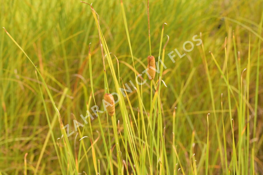 Orobinec úzkolistý - Typha angustifolia
