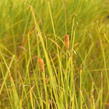 Orobinec úzkolistý - Typha angustifolia