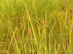 Orobinec úzkolistý - Typha angustifolia