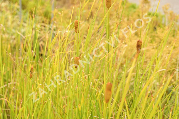 Orobinec úzkolistý - Typha angustifolia