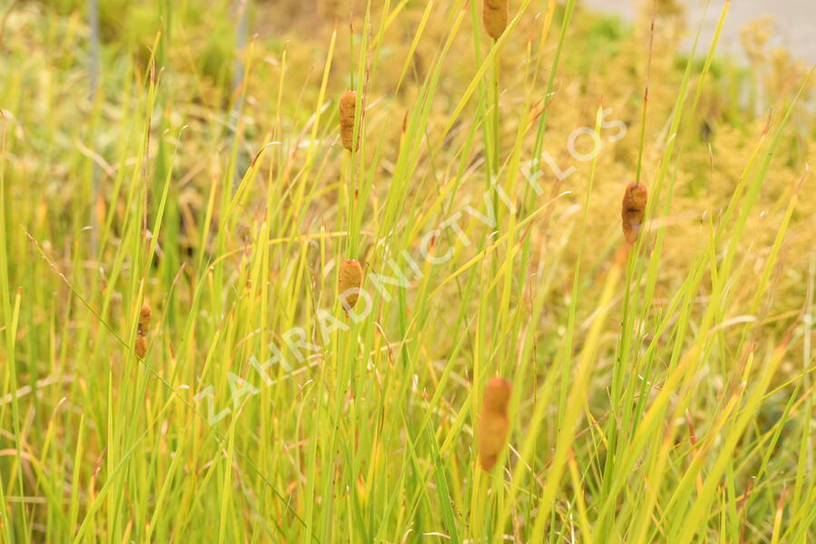 Orobinec úzkolistý - Typha angustifolia