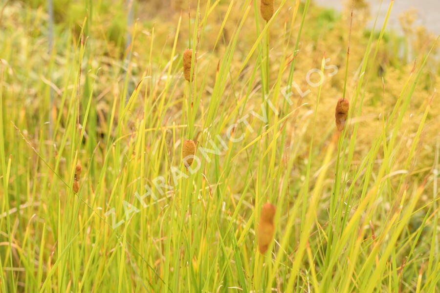 Orobinec úzkolistý - Typha angustifolia