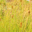 Orobinec úzkolistý - Typha angustifolia