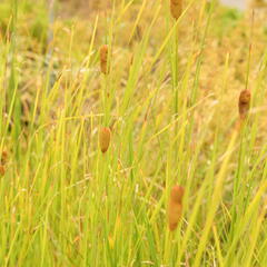 Orobinec úzkolistý - Typha angustifolia